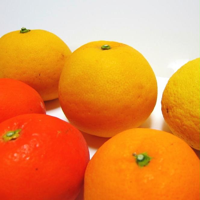 【先行予約】旬の濃厚柑橘詰め合わせセット（ご家庭用）約4.5kg
※2025年1月中旬～4月下旬頃に順次発送予定
※北海道・沖縄・離島への配送不可