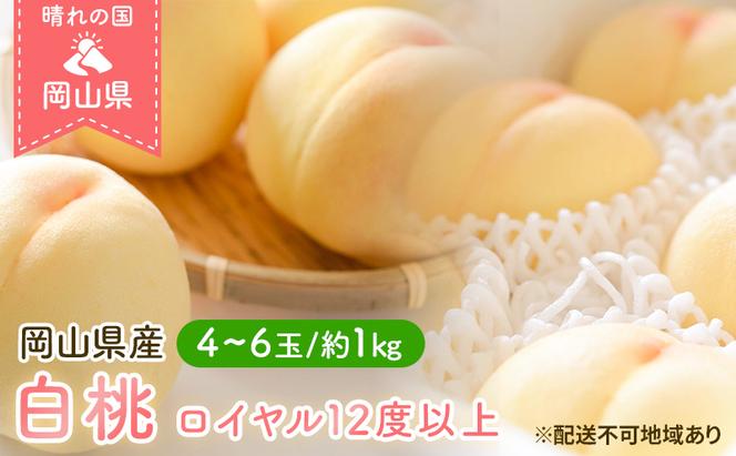 桃 2024年 先行予約 岡山 白桃 ロイヤル 4～6玉 約1kg JA おかやま のもも（早生種・中生種） もも モモ 岡山県産 国産 フルーツ 果物 ギフト