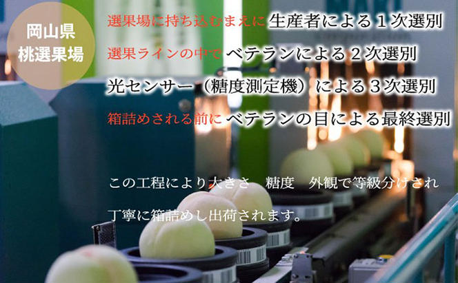 桃 2025年 先行予約 岡山 白桃 ロイヤル 4～8玉 約1.2kg JA おかやま のもも（早生種・中生種） もも モモ 岡山県産 国産 フルーツ 果物 ギフト