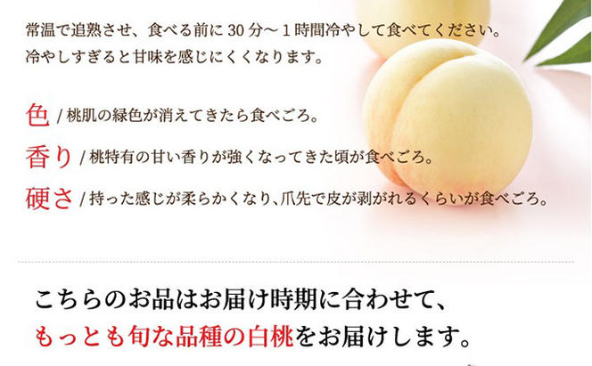 桃 2025年 先行予約 岡山 白桃 ロイヤル 4～8玉 約1.2kg JA おかやま のもも（早生種・中生種） もも モモ 岡山県産 国産 フルーツ 果物 ギフト