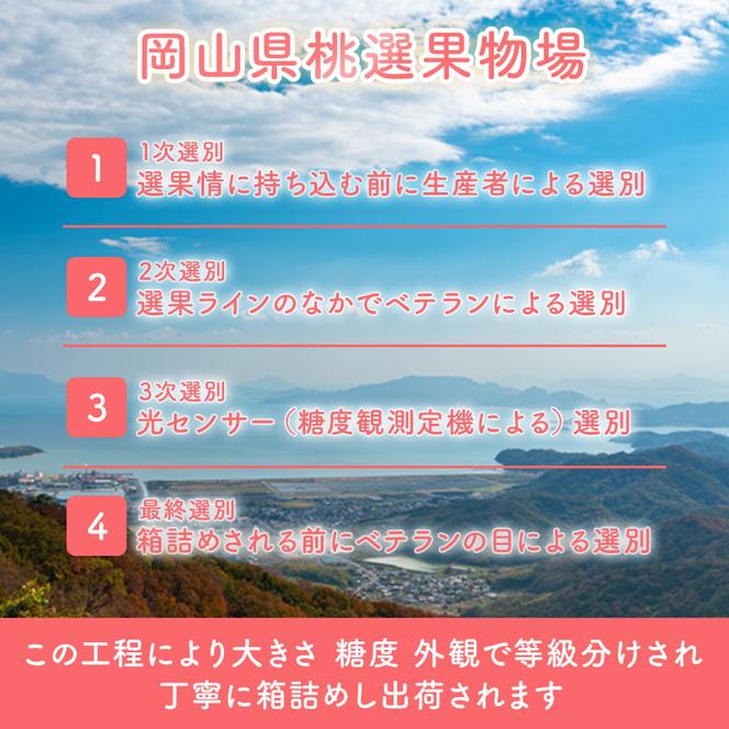 桃 2024年 先行予約 岡山 白桃 エース 4～6玉 約1kg JA おかやま のもも（早生種・中生種） もも モモ 岡山県産 国産 フルーツ 果物 ギフト