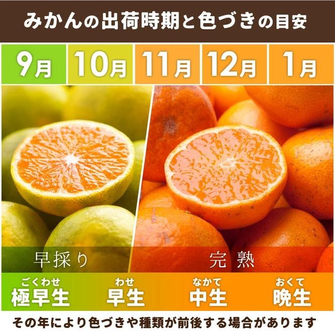 〈10月より発送〉ゆら早生 プレミアム有田みかん 1kg+250g（傷み補償分） ｜ 柑橘 果物 フルーツ 糖度 甘い 濃厚 コク ジューシー 光センサー ※北海道・沖縄・離島への配送不可 ※2025年10月上旬～11月中旬頃に順次発送予定