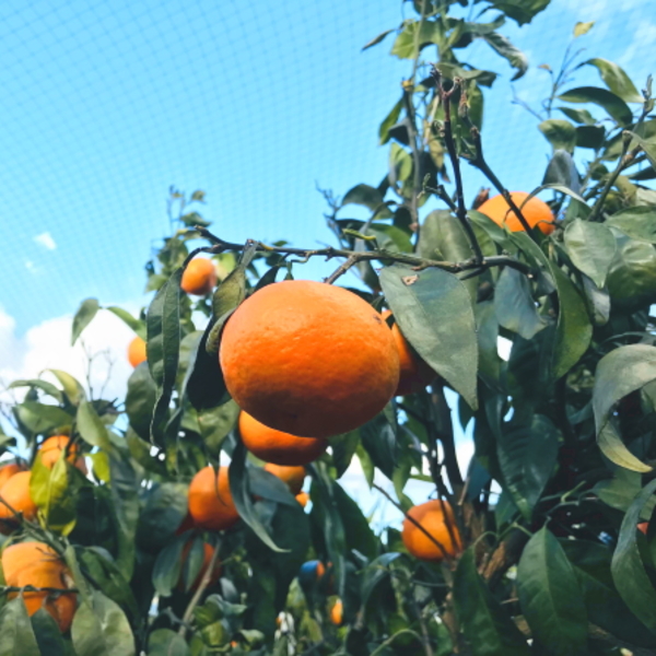 【先行予約】【初夏の美味】【みかん名産地和歌山有田】濃厚なつみみかん(ご家庭用)　約3.５kg, ※2024年4月中旬～5月中旬頃に順次発送予定,  ※北海道・沖縄・離島へのお届け不可