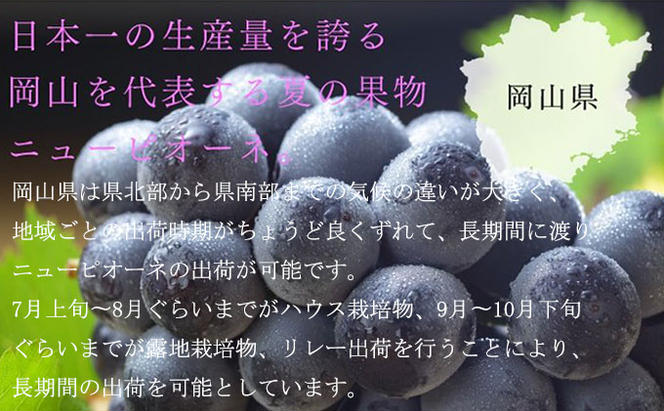 ぶどう 2024年 先行予約 ニュー ピオーネ 3房～6房 約1.5kg ブドウ 葡萄  岡山県産 国産 フルーツ 果物 ギフト