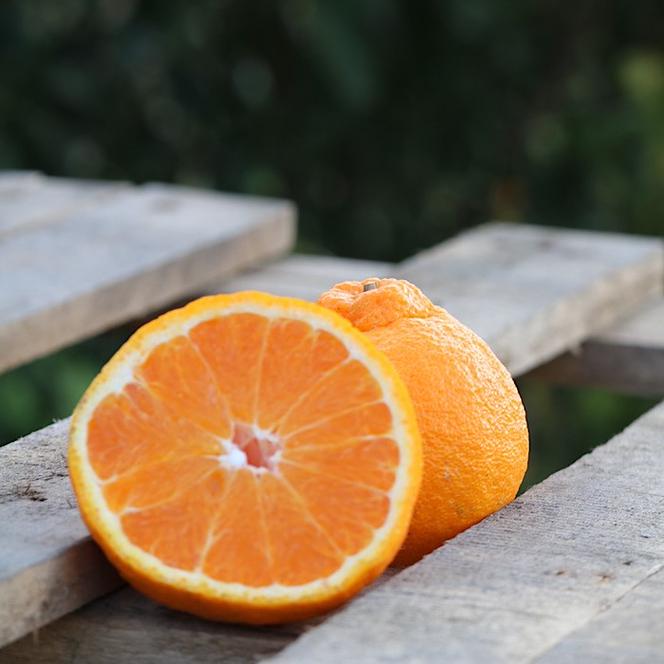 和歌山産 不知火 【12玉～20玉】 秀品 ※2026年2月上旬～4月下旬頃に順次発送予定 ※北海道・沖縄・離島への配送不可