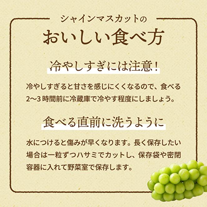 兵庫県産 シャインマスカット 2房セット（約1.2～1.5kg）種無し 皮ごと