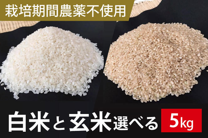 BI-59【栽培期間農薬不使用】茨城県産 こしひかり 5kg白米または玄米