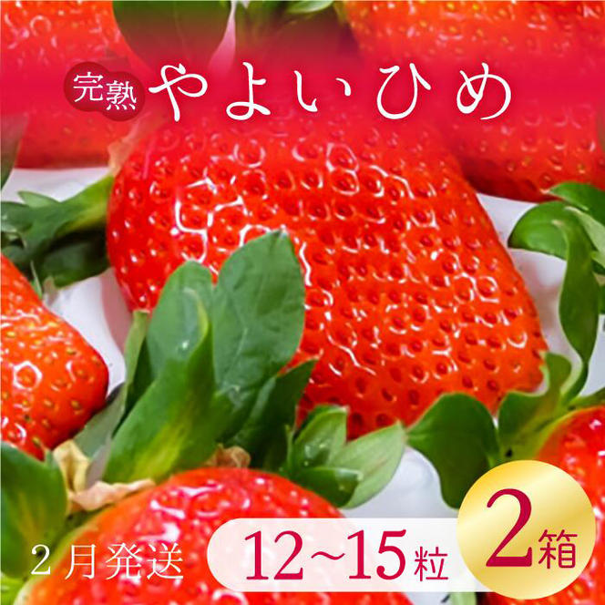 【2025年2月発送】甘～い！いちご　やよいひめ　12粒～15粒入り　2箱(V-10)