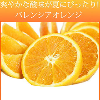 【ご家庭用訳あり】希少な国産バレンシアオレンジ 7kg ※2024年6月下旬～7月上旬頃に順次発送予定