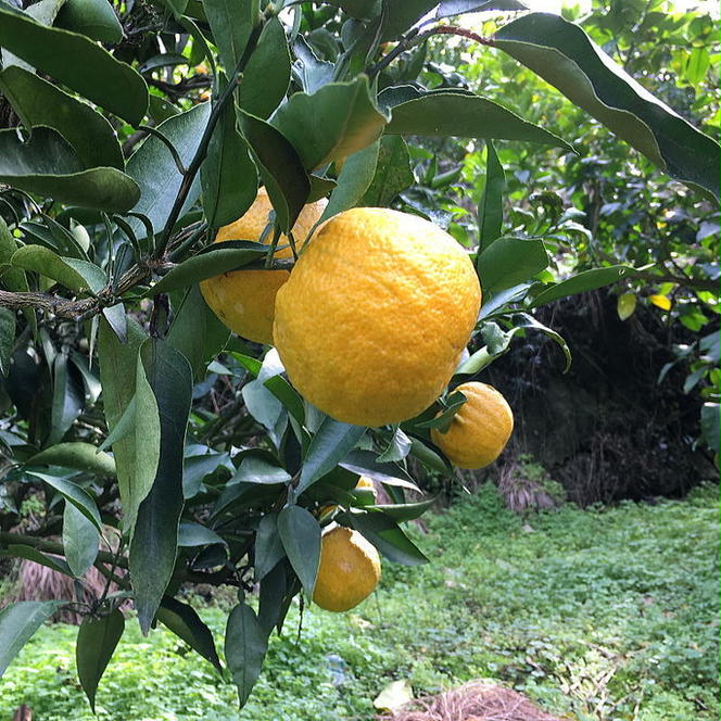 【先行予約】【国産】紀州和歌山 じゃばら果実(ご家庭用) 約1kg ※沖縄・離島への配送不可 ※2025年1月上旬～2月下旬頃に順次発送予定