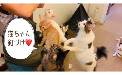 FB095 　猫の無添加おやつ☆天然いのししジャーキー4個【定期便全6回】