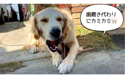 FB143 大型犬向け☆天然いのししのスモーク骨ガム3本【定期便】全6回