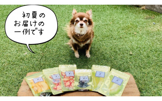 FB134 犬の無添加おやつ☆お砂糖不使用ドライフルーツ☆旬の果物６袋