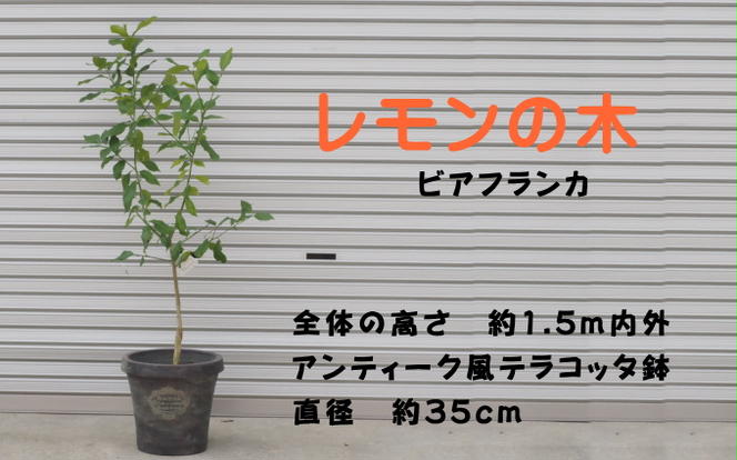 鉢植え レモンの木 ビアフランカ 大きめサイズ 配送不可 北海道 沖縄 離島
