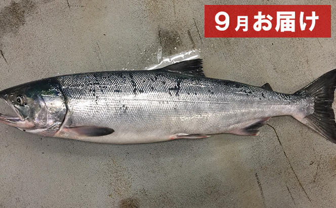 【国内消費拡大求む】北海道オホーツク湧別産　旬の魚介類　定期便B