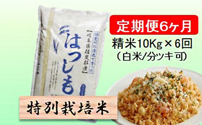 特別栽培米★[定期便] 6カ月★毎月 精米10kg（白米/7分/5分ツキ可）【ハツシモ】　玄米は別に出品