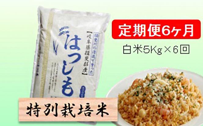 特別栽培米★[定期便] 6カ月★毎月 白米５kg 【ハツシモ】