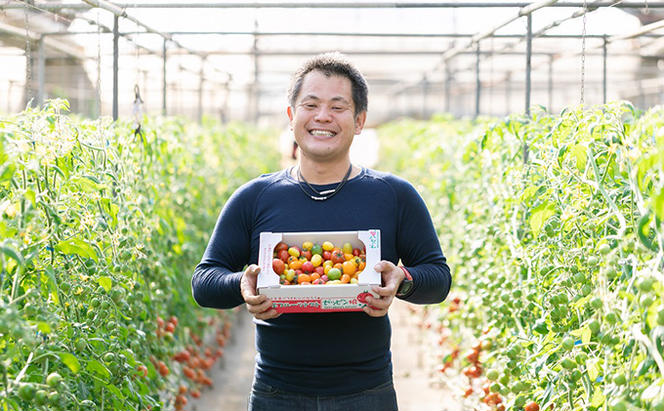 パリッと食感の黄色いフルーツトマト「ティポ」1.8kg（1箱）ジャム さっぱり 黄色い トマト