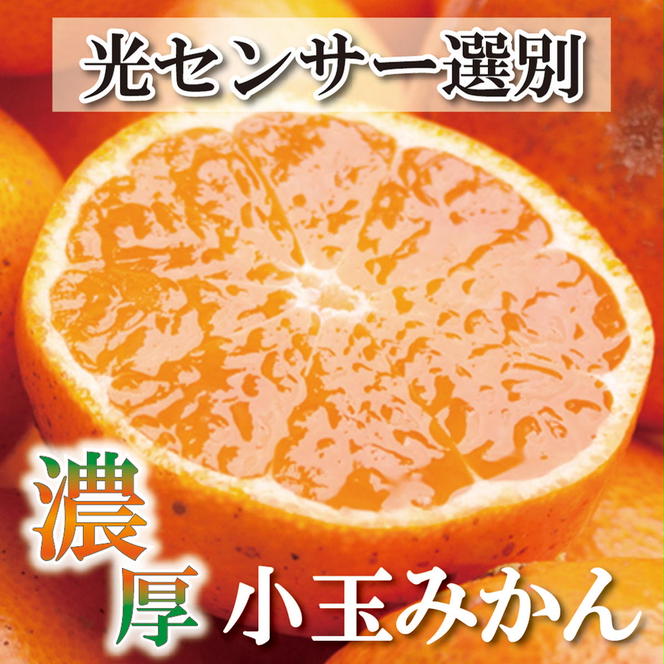 ＜2024年11月より発送＞家庭用 小玉な有田みかん7.5kg+225g（傷み補償分）【わけあり・訳あり】【光センサー選果】　※北海道・沖縄・離島への配送不可　※2024年11月中旬～12月下旬頃に順次発送予定