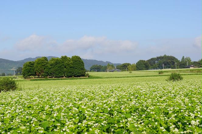 DX-2【茨城県共通返礼品／桜川市】【常陸秋そば】石臼挽き早刈りそば粉 １kg×６袋入 