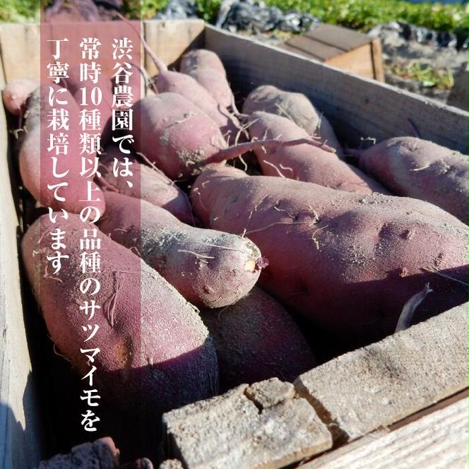 BZ-13　【先行予約】【2023年度産】ホクホクで甘いさつまいも　すずほっくり　約5kg