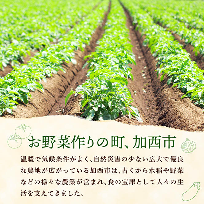 季節の野菜 セット 詰め合わせ 10品程度 野菜 野菜セット 旬の野菜 野菜詰め合わせ 野菜詰め合わせセット 新鮮野菜 新鮮野菜詰め合わせ 新鮮 旬