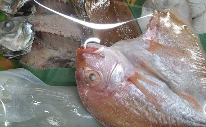 【御歳暮】海の京都 橋立やまいち 旬の魚の一夜干し詰合わせ[ 一夜干し 桜干し ギフト お歳暮 ]