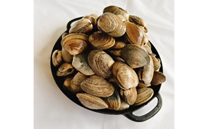 北海道厚岸産　殻付き貝あさり1.5kg