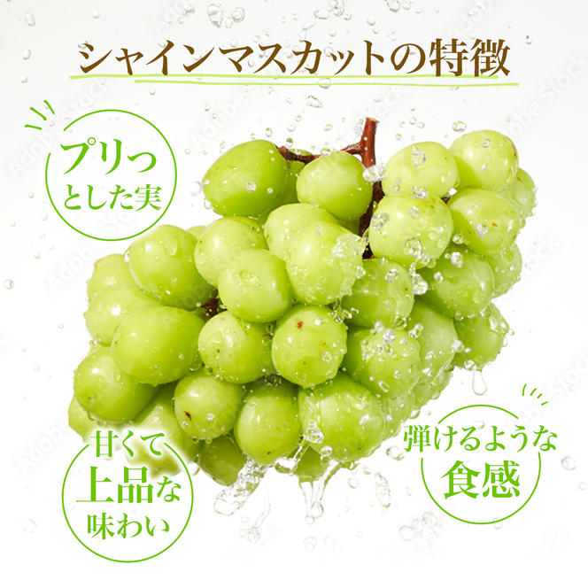 先行予約 甘く食べやすい シャインマスカット 2房（1房 500～600g）＜出荷時期：2024年9月下旬～10月上旬ごろ＞数量限定 期間限定 果物 フルーツ ぶどう ブドウ マスカット