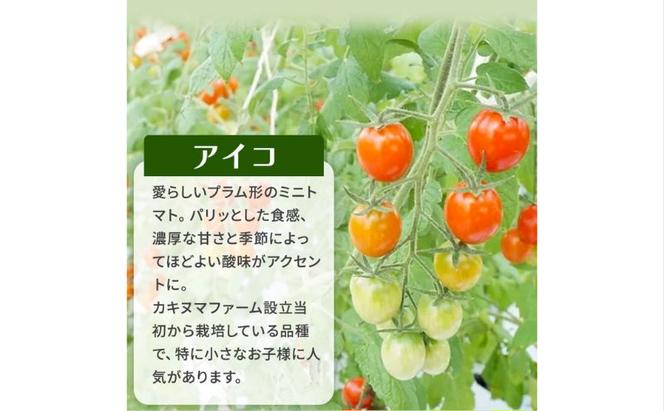 栃木県 鹿沼産 高糖度 フルーツトマト ”とまおとめ” アイコ 1kg お届け：12月下旬～6月上旬　野菜 トマト 濃厚 カキヌマファーム とまおとめ フルティカ 濃厚 甘み 旨み 入手困難 贈り物 栃木県 鹿沼市