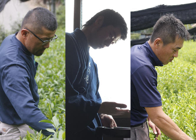 数量限定】京都・緑茶発祥の地、大臣賞生産者のお茶を大臣賞茶師が