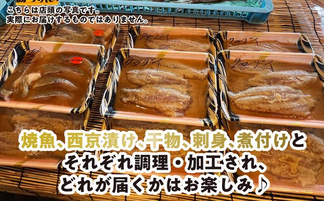 ＜定期便6回＞北海道産 旬のお魚 4～5種 お楽しみ定期便