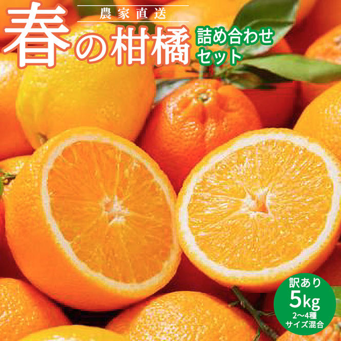 AN6106n_春の柑橘詰め合わせ訳あり5kgサイズ混合（2025年2月下旬より順次発送）