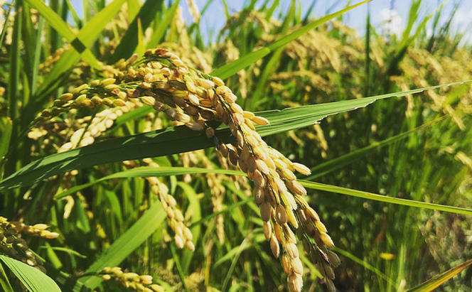 瀬戸内自然栽培米「ひのひかり」白米 5kg