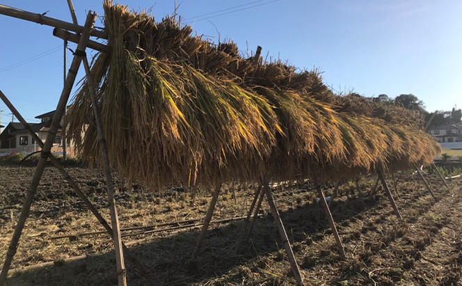 定期便6ヶ月　瀬戸内自然栽培米「ひのひかり」玄米 5kg