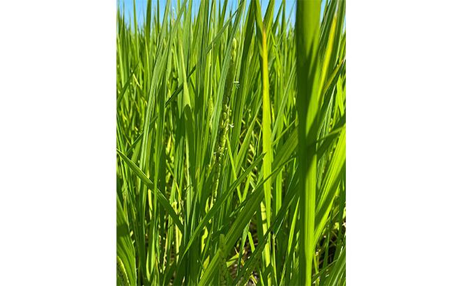 北本農場こだわりのお米令和5年度産コシヒカリ精米5kg漢方肥料米