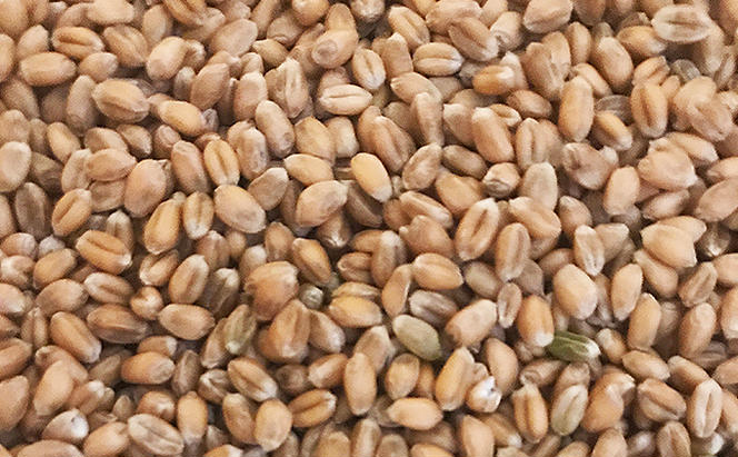 瀬戸内自然栽培・石臼挽き小麦粉「ミナミノカオリ」2kg