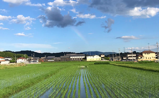定期便3ヶ月 瀬戸内自然栽培米「朝日」玄米 5kg