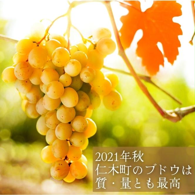 【北海道産ワイン】 限定スパークリングワイン KP”Beginning" 750ml×1本 仁木町産ナイアガラ100%使用 ワイン 白 辛口 スパークリング