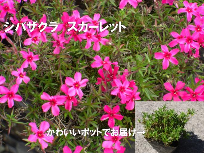 BS160_シバザクラ　スカーレット20個 花 苗 植物 家庭菜園 花壇 プランター ガーデニング 芝桜