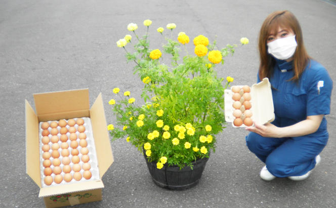 ◆3ヵ月連続お届け◆ 定期便 北海道伊達「太陽の園」の平飼たまご（有精卵）たまごの心 40個 Lサイズ