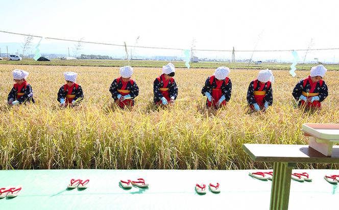 北本農場こだわりのお米令和5年度産石川県のオリジナル米　白米10kg　ひゃくまん穀