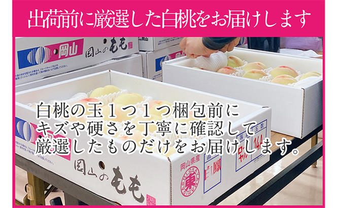 桃 2025年 先行予約 岡山の白桃 250g以上×6玉 白桃 旬 みずみずしい 晴れの国 おかやま 岡山県産 フルーツ王国 果物王国