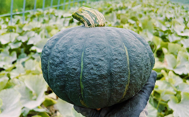 【2024年秋～発送】北海道 富良野産 甘ほくカボチャ 10kg かぼちゃ (山本農園) 野菜 新鮮 直送 いも 道産 ふらの 送料無料 数量限定 先着順 北海道 富良野市 ほくほく 秋