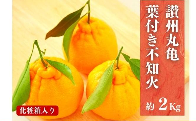 【4月発送】 デコポン 不知火 約2kg 化粧箱 柑橘 みかん 蜜柑 オレンジ くだもの 果物 フルーツ ジュース ゼリー スイーツ 贈答用 ギフト おすすめ 高級 期間限定 先行予約 グルメ 香川県 丸亀市
