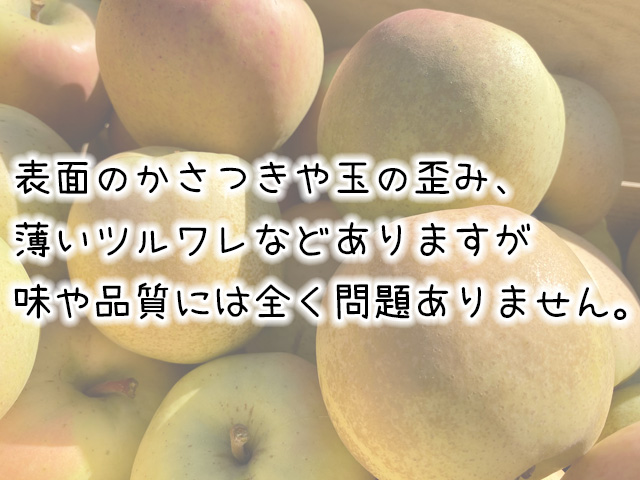 りんご 訳あり 青森 きみと リンゴ 約 5kg （10～16玉） 青森県 鰺ヶ沢町産 ヒバリノ園 フルーツ 果物 林檎 青森県産 2024 ※オンライン決済のみ