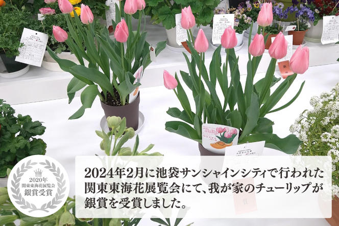 EH-5-1　【2025年2月より順次発送】チューリップ　5鉢入り　おまかせミックス