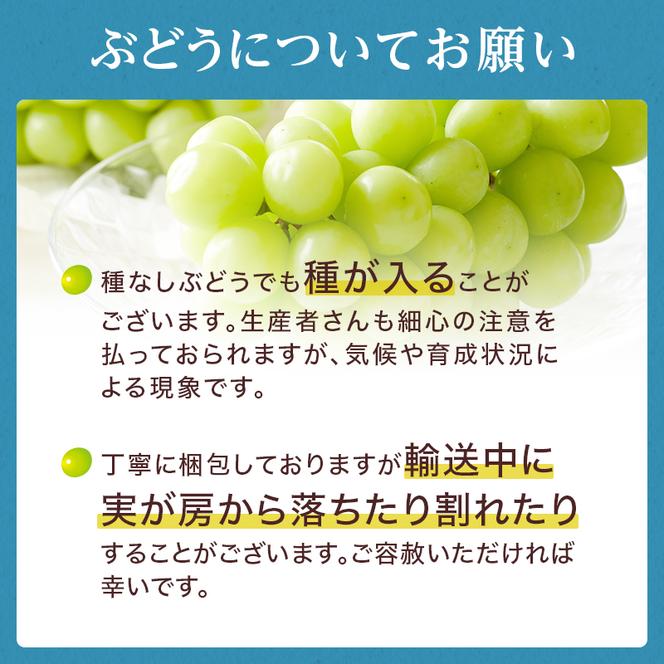 ぶどう 2025年 先行予約 岡山 名産  晴王 シャイン マスカット たっぷり2kg！9月上旬以降順次発送 ギフトにも ブドウ 葡萄  岡山県産 国産 フルーツ 果物