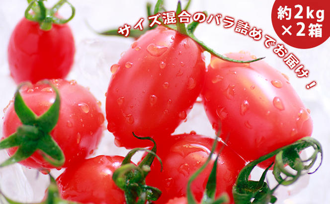 ◆2024年8月より順次出荷◆北海道 伊達 岡本園芸 ミニトマト 高糖度 約4kg【マジウマ！トマト】　