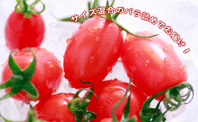 ◆2024年8月より順次出荷◆北海道 伊達 岡本園芸 ミニトマト 高糖度 約2kg【マジウマ！トマト】